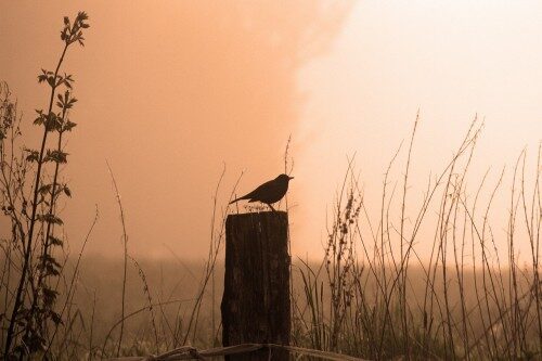 blackbird-542460_1280-500x333-2453988